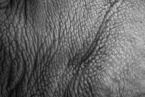 textura da pele de rinoceronte (rinoceronte branco). foto