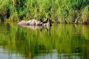 rinoceronte está tomando banho no rio no parque nacional de chitwan