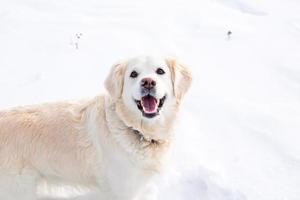 grande cão labrador golden retriever branco na paisagem de inverno corre na neve. foto