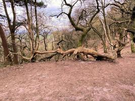 uma vista da zona rural de cheshire em peckforton hills foto