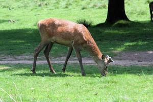 uma visão de um veado vermelho no campo foto