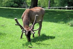 uma visão de um veado vermelho no campo foto