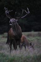 um close-up de um veado vermelho no campo foto