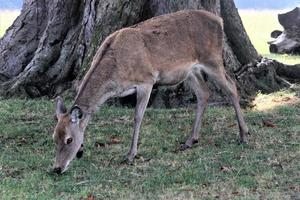 um close-up de um veado vermelho no campo foto