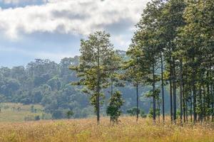 bela árvore no parque nacional thung salaeng luang, savana no parque nacional da tailândia foto