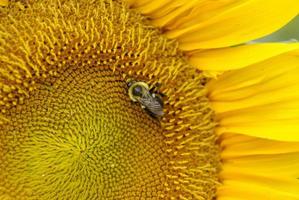 abelha no girassol foto