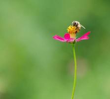 abelha na flor de cosmos foto