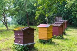 apicultor está trabalhando com abelhas e colméias no apiário. foto