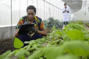 agrônoma negra trabalhando em uma estufa, vegetal orgânico e conceito de agricultura foto