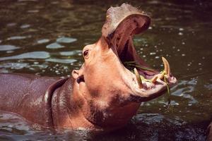 hipopótamo, animais, mamíferos e herbívoros.