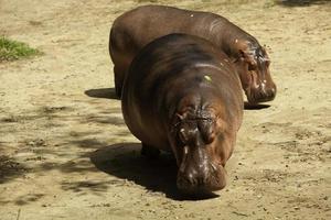 hipopótamo foto