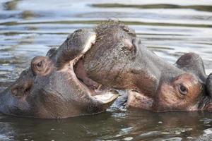 hipopótamo e bezerro comuns