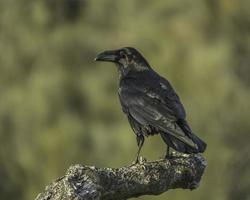 corvus corax foto
