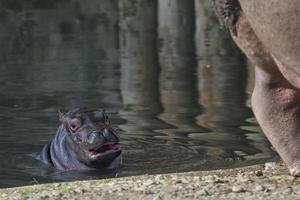 bebê hipopótamo foto