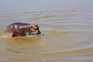 hipopótamo no rio luangwa, zâmbia, áfrica foto