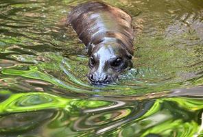 hipopótamo-pigmeu na água