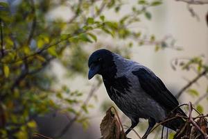 close-up de corvo de cabeça negra