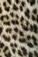 close de pele de leopardo