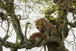 leopardo em uma árvore com sua presa, serengeti, tanzânia, áfrica foto