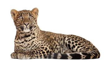 leopardo, panthera pardus deitado isoltaed em branco foto