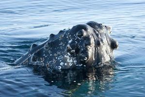 cabeça-2 da baleia-jubarte