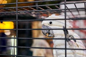 papagaio cacatua branco bonito na gaiola no fundo interior do café, engraçado pássaro doméstico foto