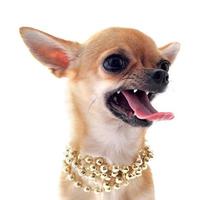 cachorro chihuahua com raiva usando colar de miçangas de ouro