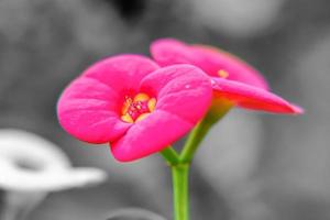 euphorbia milii ou coroa de espinhos ou planta de cristo ou espinho de cristo foto