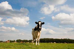 vaca holandesa foto