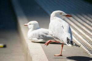 o casal de gaivotas vive em melbourne, austrália. foto