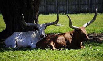 vacas longhorn foto