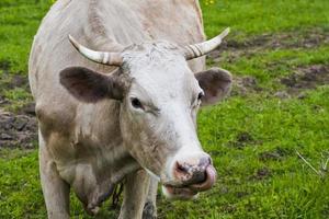 vaca com língua foto