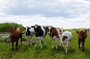 vacas jovens curiosas foto
