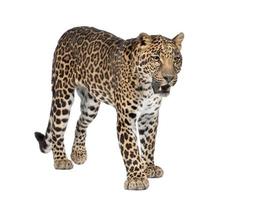 retrato de leopardo, panthera pardus, em pé, estúdio tiro