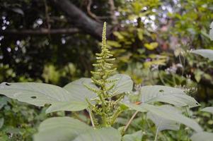 a flor da planta de espinafre verde que cresce selvagem foto