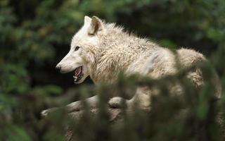 lobo ártico no zoológico foto