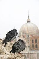 pombos descansando nos telhados, Veneza, Itália.