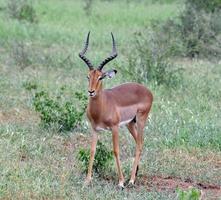 áfrica vida selvagem: impala foto