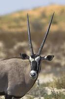 cabeça e ombros gemsbok