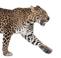 vista lateral do leopardo andando e rosnando contra fundo branco