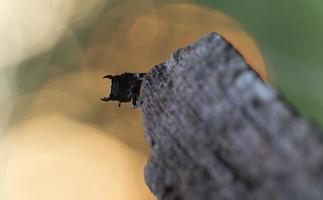 menor besouro de veado, dorcus parallelipipedus na madeira