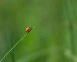 bug laranja na grama verde foto