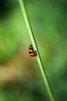 insecta: coleoptera: coccinellidae besouros, joaninhas