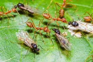 exército de formigas vermelhas foto