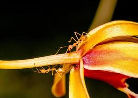 tiro macro de formiga andando em uma flor de orquídea colorida