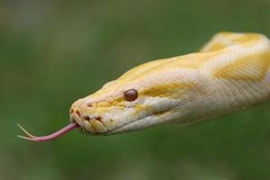 cobra python birmanesa foto