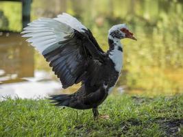 pato-almiscarado com asas generalizadas