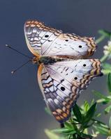 borboleta pavão branco foto