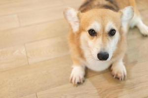 corgi adulto olhando ao redor no chão de madeira. lindo cachorrinho corgi está deitado no chão foto