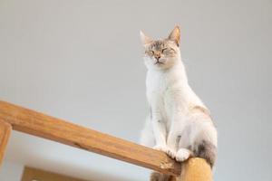 gato sentado em vigas de madeira foto